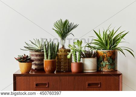 Stylish Composition Of Home Garden Interior Filled A Lot Of Beautiful Plants, Cacti, Succulents, Air