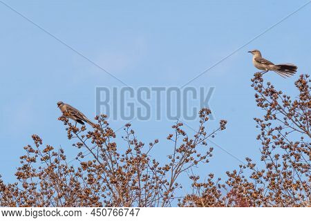 Springtime Courting Action Among The Northern Mockingbirds (mimus Polyglottos). Raleigh, North Carol