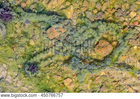 American Toad (anaxyrus Americanus) Eggs In A Stream. Early March In Raleigh, North Carolina.