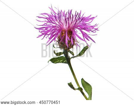 Wig Knapweed Purple Flower Head Isolated On White, Centaurea Phrygia Ssp. Pseudophrygia