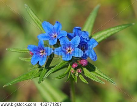 Purple Gromwell Blooming Plant In Spring, Lithospermum Purpurocaeruleum