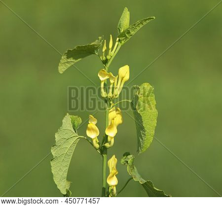 Birthwort Blooming Plant In Summer, Aristolochia Clematitis