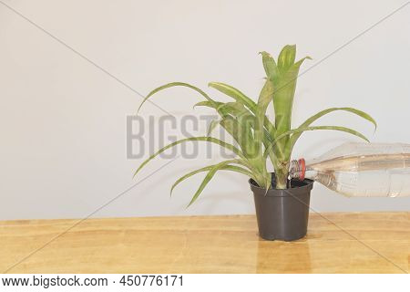 Watering A Billbergia Plant Indoor - Concept For Care