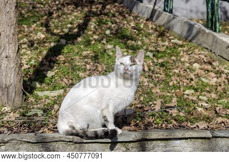 Cute, White Cat Sits On A Stone Fence In The Park On A Winter, Sunny Day