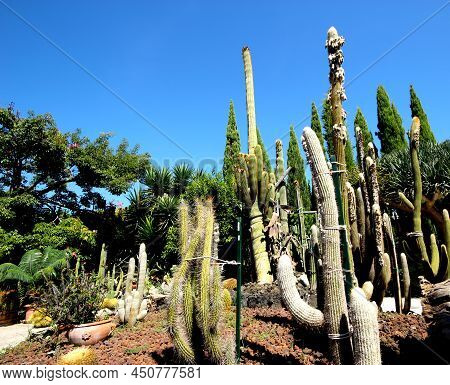 Cactus A Plant Native To America,has The Largest Number Of Species Groving In Mexico.