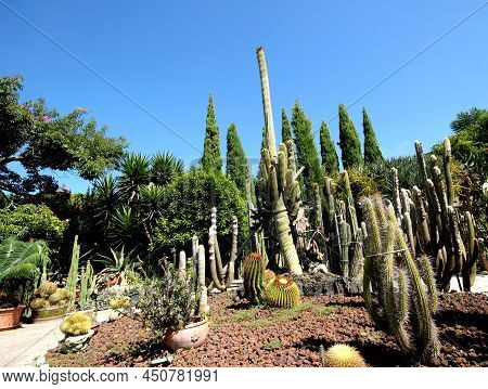 Tropical Prickly Plants Cacti Tastefully Made Installation.