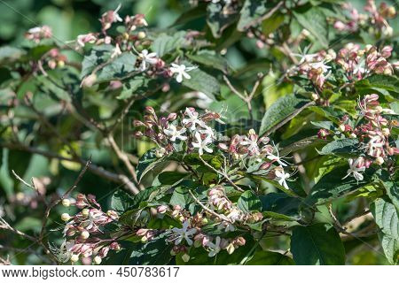 Hill Glory Bower (clerodendrum Infortunatum) Flowers