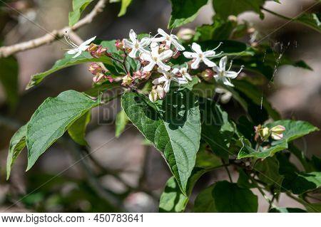 Hill Glory Bower (clerodendrum Infortunatum) Flowers