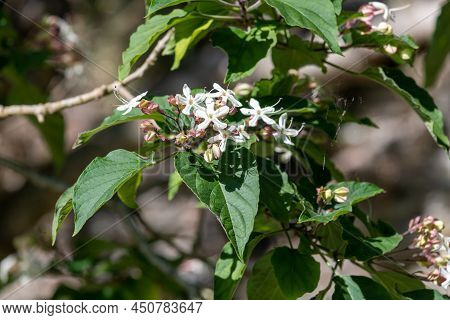 Hill Glory Bower (clerodendrum Infortunatum) Flowers