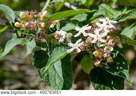 Hill Glory Bower (clerodendrum Infortunatum) Flowers