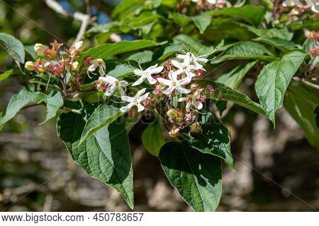 Hill Glory Bower (clerodendrum Infortunatum) Flowers