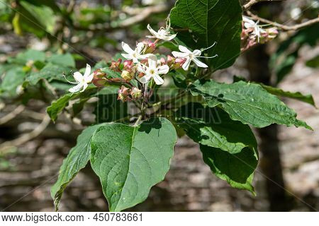 Hill Glory Bower (clerodendrum Infortunatum) Flowers
