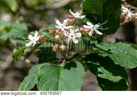 Hill Glory Bower (clerodendrum Infortunatum) Flowers