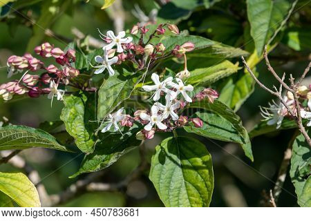 Hill Glory Bower (clerodendrum Infortunatum) Flowers