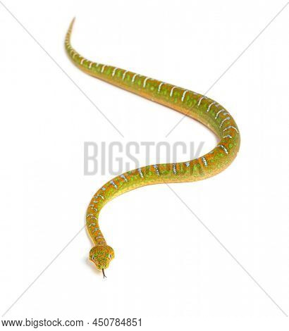 Juvenile Emerald tree boa Corallus caninus