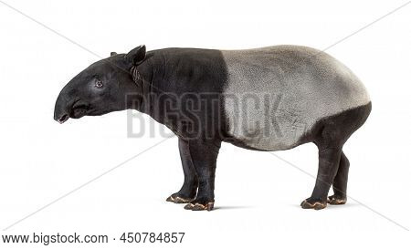 Side view, profile of Malayan tapir, Tapirus indicus