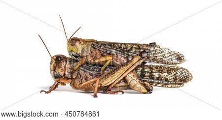 Side view of male and female Desert locust copulating, Schistocerca gregaria, isolated