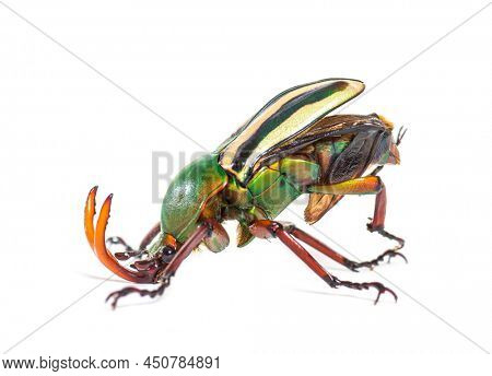 Flamboyant flower beetle, Eudicella gralli species,