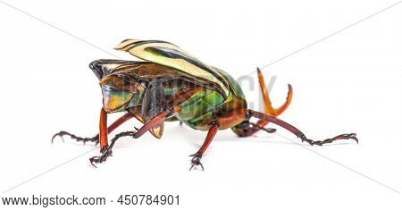 Flamboyant flower beetle, Eudicella gralli species,