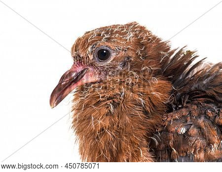 Head shot of Pink pigeon Chick, Nesoenas mayeri,