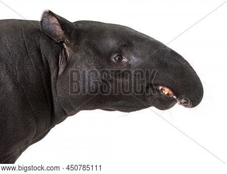 Portrait side view of Malayan tapir head, Tapirus indicus, isolated on white