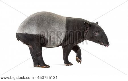 Side view of a Malayan tapir walking, Tapirus indicus