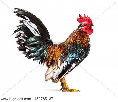 Side view of a Serama rooster, chicken