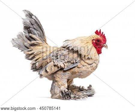 Old serama hen, isolated on white