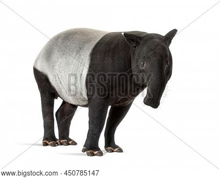 Malayan tapir facing at the camera, Tapirus indicus