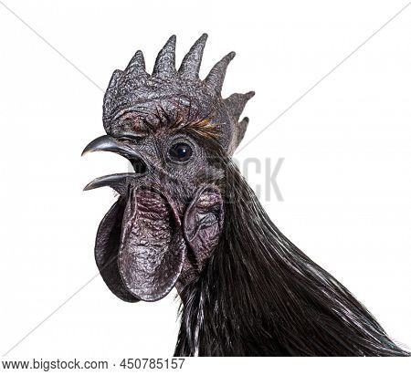 Portrait of a Ayam Cemani rooster chicken singing, isolated on white