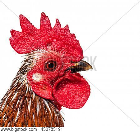 Close-up on a crested head of a Serama rooster