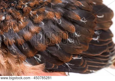 Young feathers of Pink pigeon Chick, Nesoenas mayeri,
