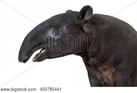 Portrait side view of Malayan tapir head, Tapirus indicus