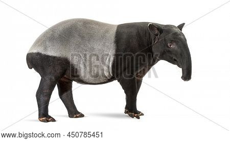 Side view of a Malayan tapir, Tapirus indicus
