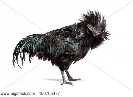 Ayam Cemani rooster ruffling its feathers, isolated on white