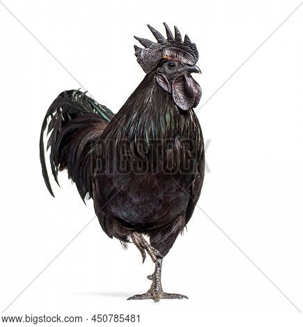 Ayam Cemani, Cemani isolated on white