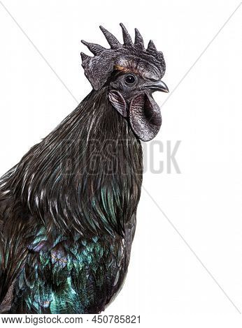 Portrait, close-up of a Ayam Cemani rooster, isolated on white
