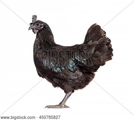 Side view of Ayam Cemani hen, isolated on white