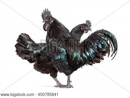 Couple of rooster and hen Ayam Cemani chicken, isolated on white