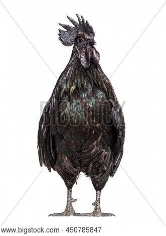 Ayam Cemani, Cemani isolated on white