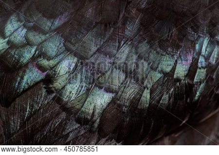 Close-up of black feathers of Cemani chicken