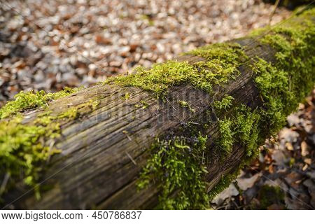 Wood Beam Moss Overgrown Autumn Tree Landscape Nature