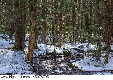 A Small Stream Winding Its Way Through Willard Brook State Forest  In Ashby Massachusetts