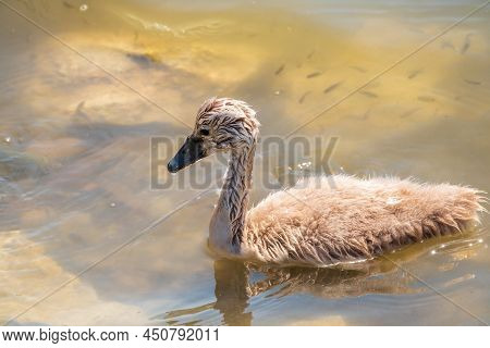 Beautiful Baby Cygnet Mute Swan Fluffy Grey And White Chicks. Springtime New Born Wild Swans Birds I