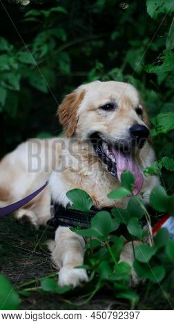 Vertical Shot Of A Cute Golden Retriever Dog Sitting With Tongue Out In The Bushes Surrounded By Gre