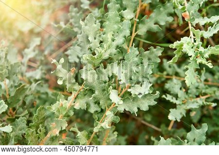Curvy Leaves Of Wonderful Pubescent Oak On Twigs In Sunny Park Extreme Close View. Exotic Tree In Wi