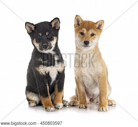 Shiba Inus In Front Of White Background