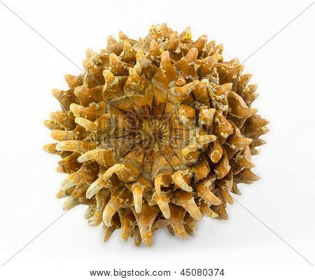 Kæmpe Coulter fyr (pinus Coulteri) kegle, Base Se