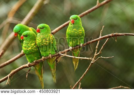 The Group Of Scaly-breasted Lorikeets (trichoglossus Chlorolepidotus) Sitting On The Small Brown Bra