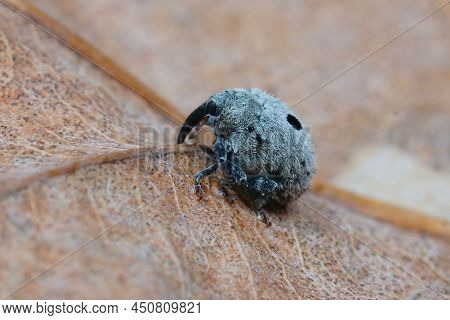 Detailed Closeup On A Small Plant Parasite Weevil Beetle, Cionus Olens, Which Feeds On Verbascum Pla